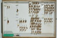 Insektenlade