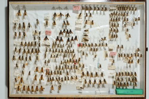 Insektenlade