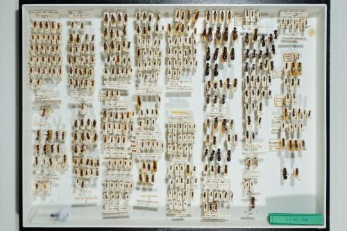 Insektenlade